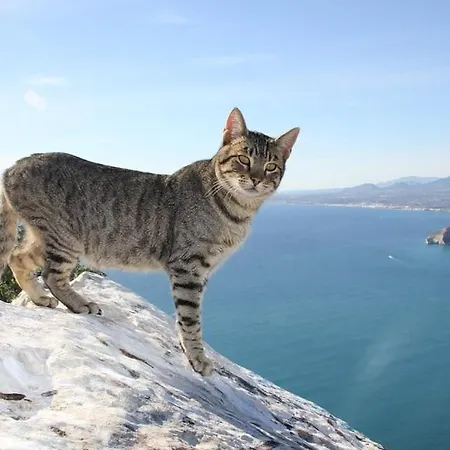 Maximo * Calpe